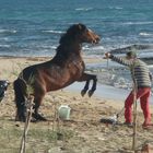 Anche Furia si diverte sulla spiaggia...