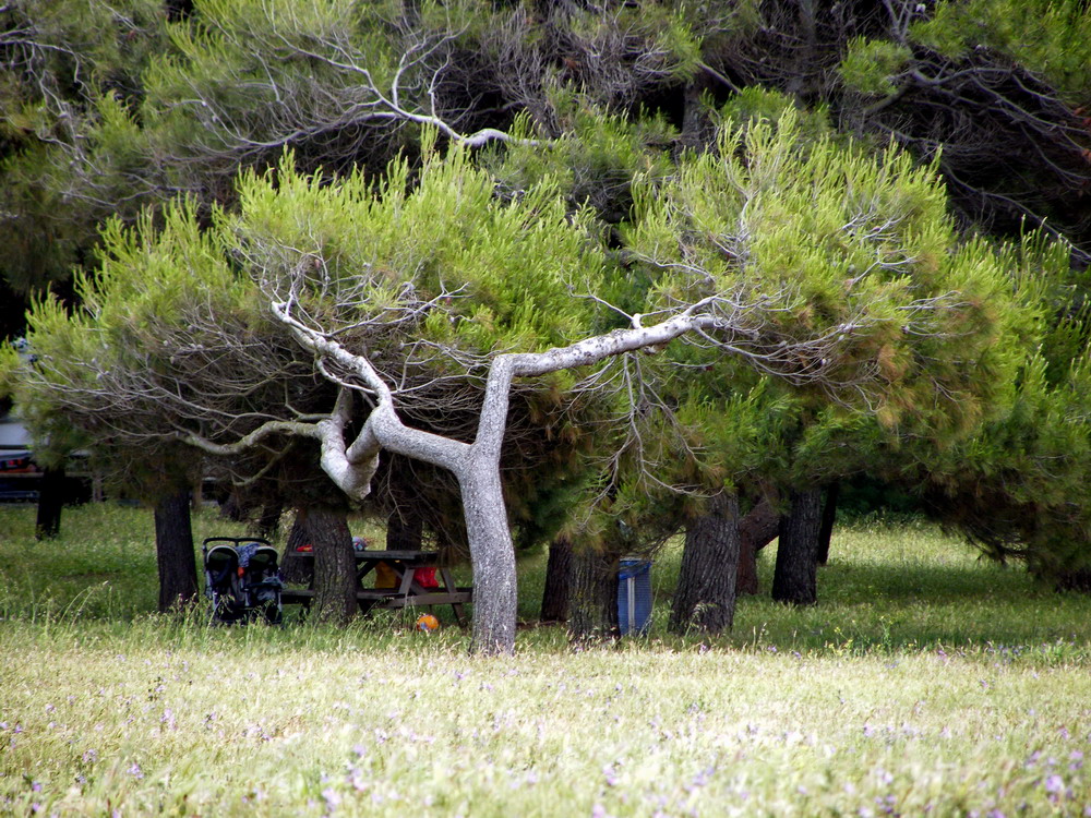 Anche gli alberi danzano...