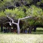 Anche gli alberi danzano...