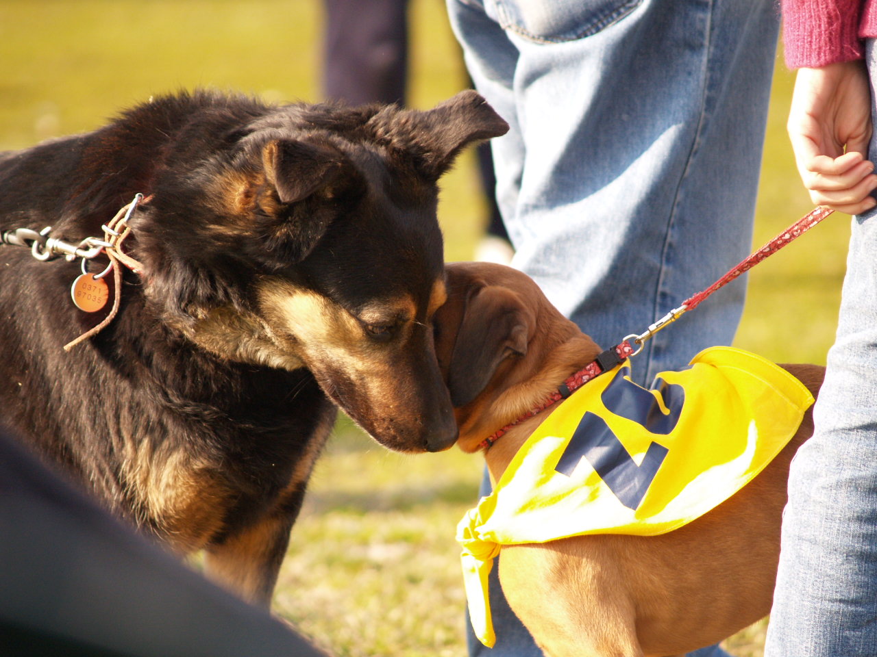 Anche i cani comunicano tra loro!