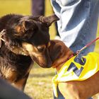 Anche i cani comunicano tra loro!