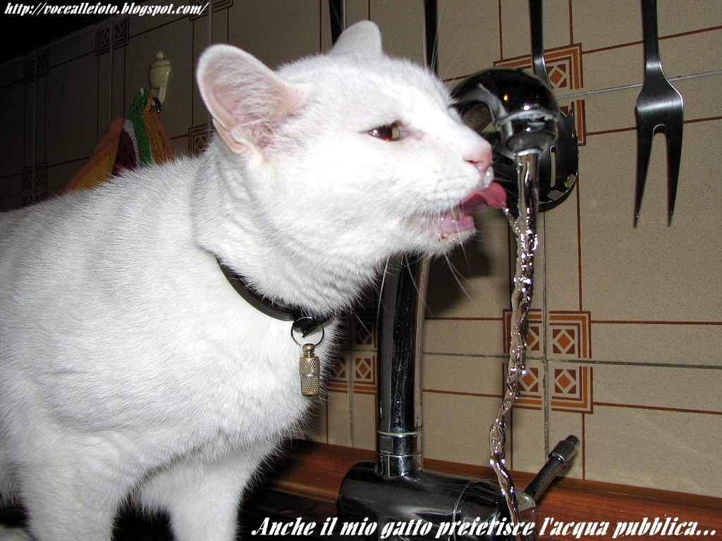 Anche il mio gatto preferisce l'acqua pubblica... Non è mica scemo!