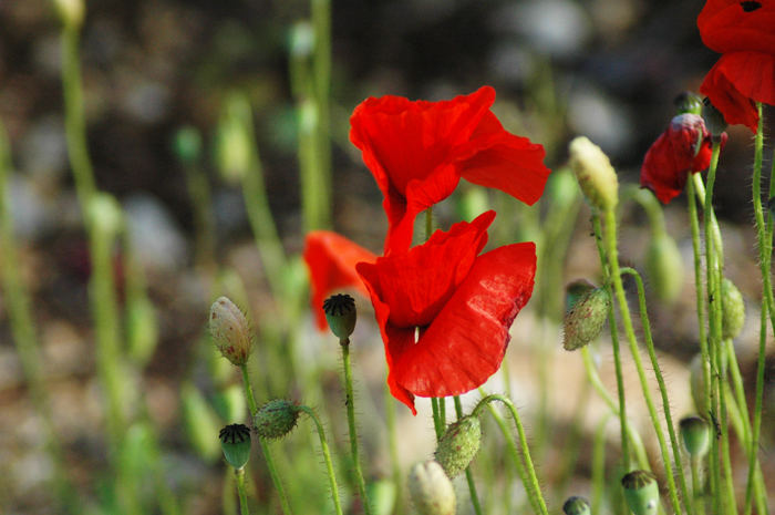 Anche il papavero è un fiore