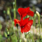 Anche il papavero è un fiore