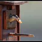 ..anche oggi si mangia!..