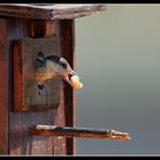 ..anche oggi si mangia!..