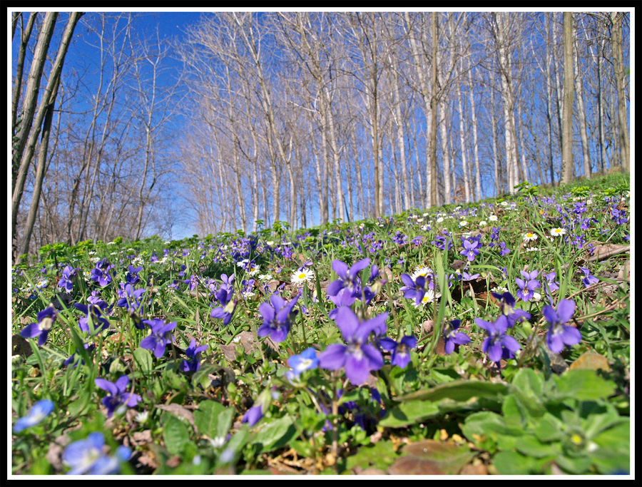 anche quest'anno primavera è arrivata.....