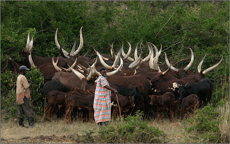 anchole-longhorns