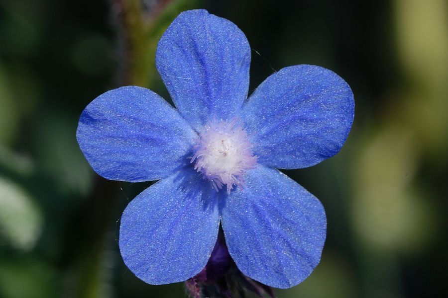 Anchusa azurea