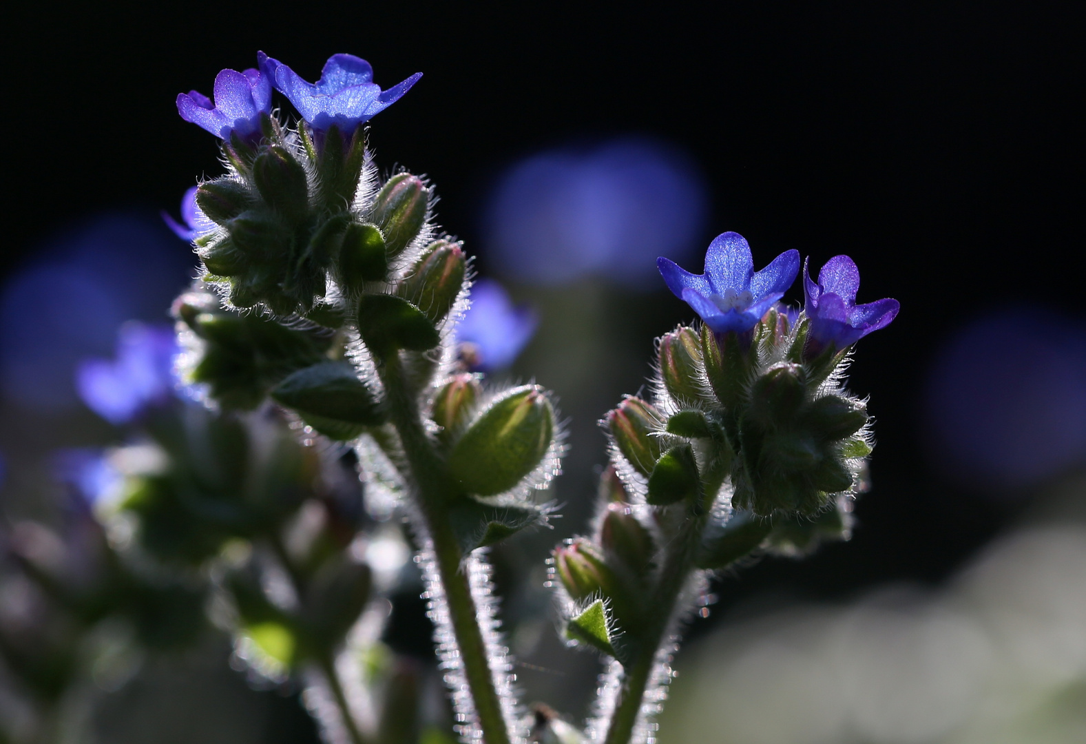 Anchusa officinalis