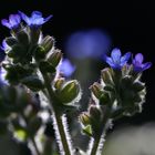 Anchusa officinalis