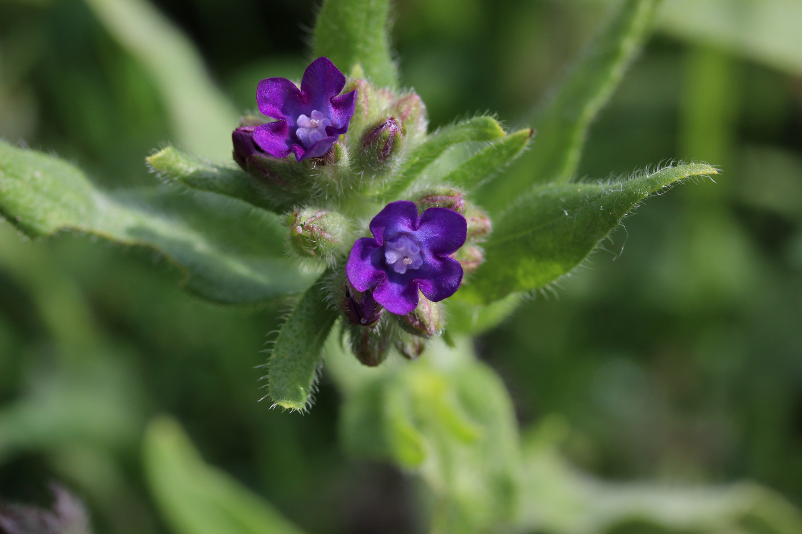 Anchusa Officinalis