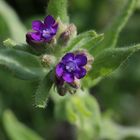 Anchusa Officinalis