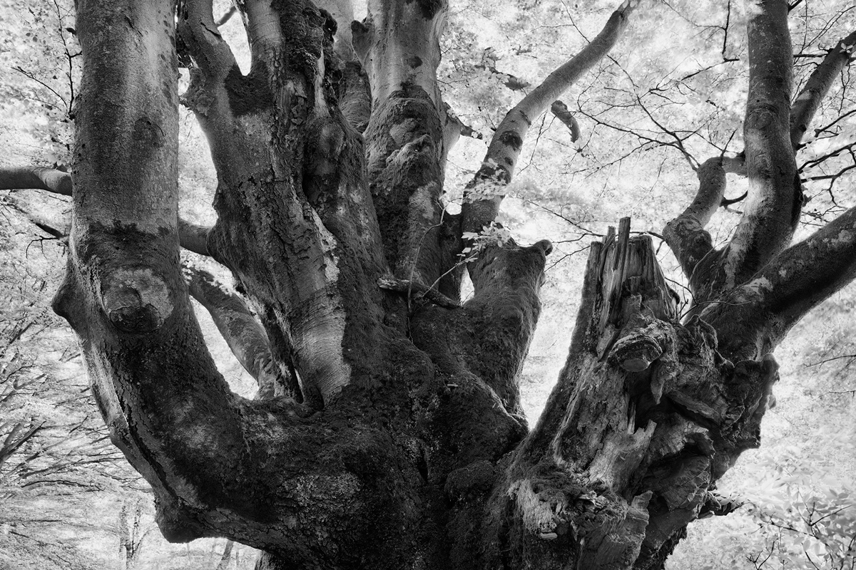 ANCIENT BEECH TREE [01]