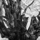 ANCIENT BEECH TREE [01]