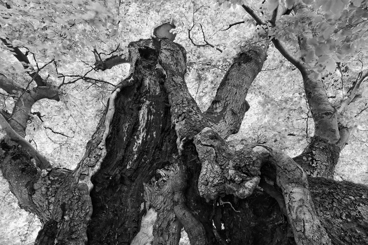 ANCIENT BEECH TREE [02|bw]