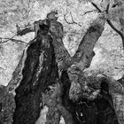ANCIENT BEECH TREE [02|bw]