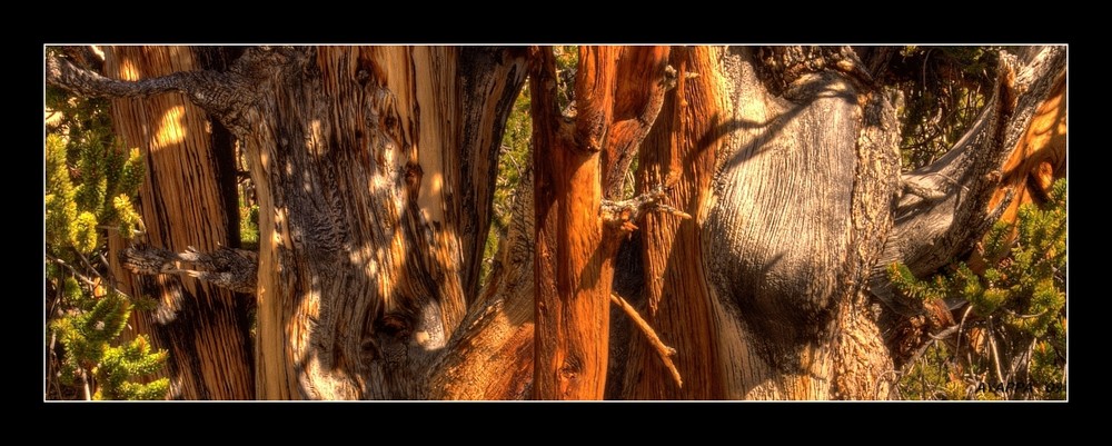 Ancient Bristlecone 2