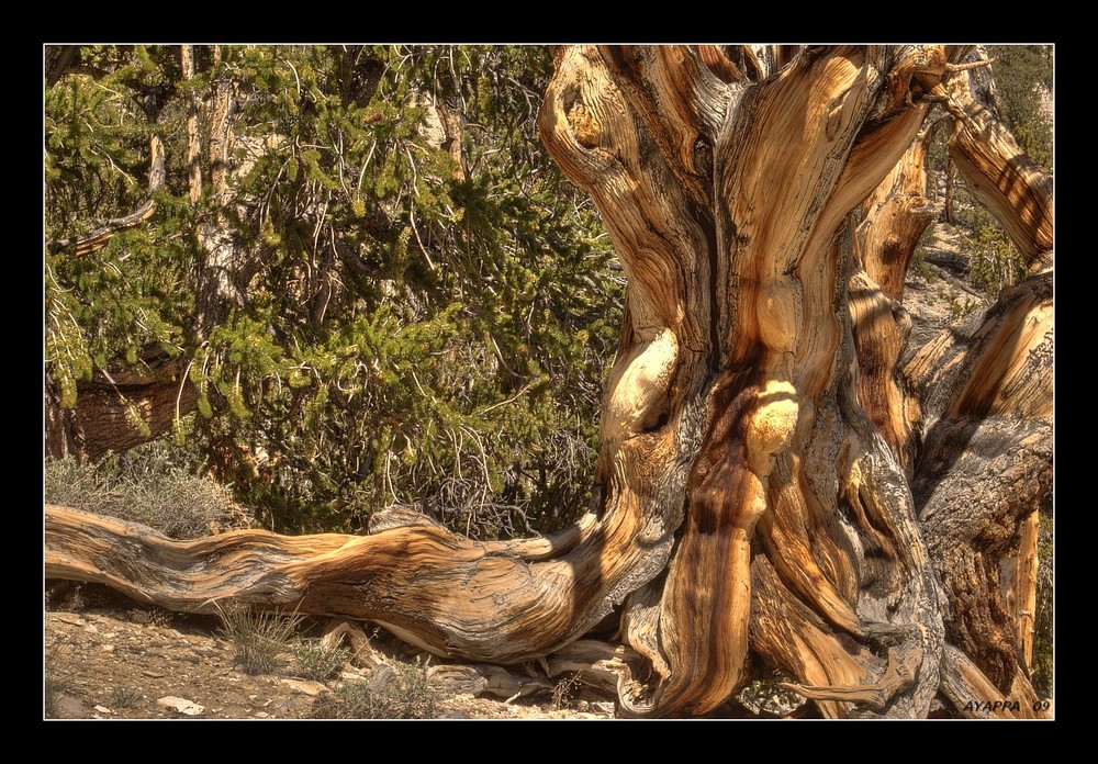 Ancient Bristlecone 3