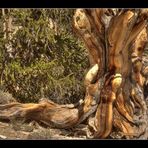 Ancient Bristlecone 3