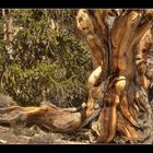 Ancient Bristlecone 3