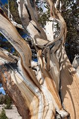 Ancient Bristlecone Pine 2
