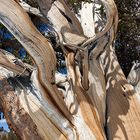 Ancient Bristlecone Pine 2