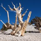 Ancient Bristlecone Pine 3