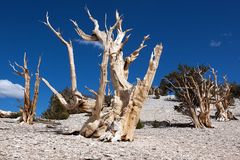 Ancient Bristlecone Pine 3