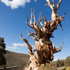 Ancient Bristlecone Pine 4