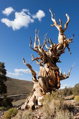 Ancient Bristlecone Pine 4
