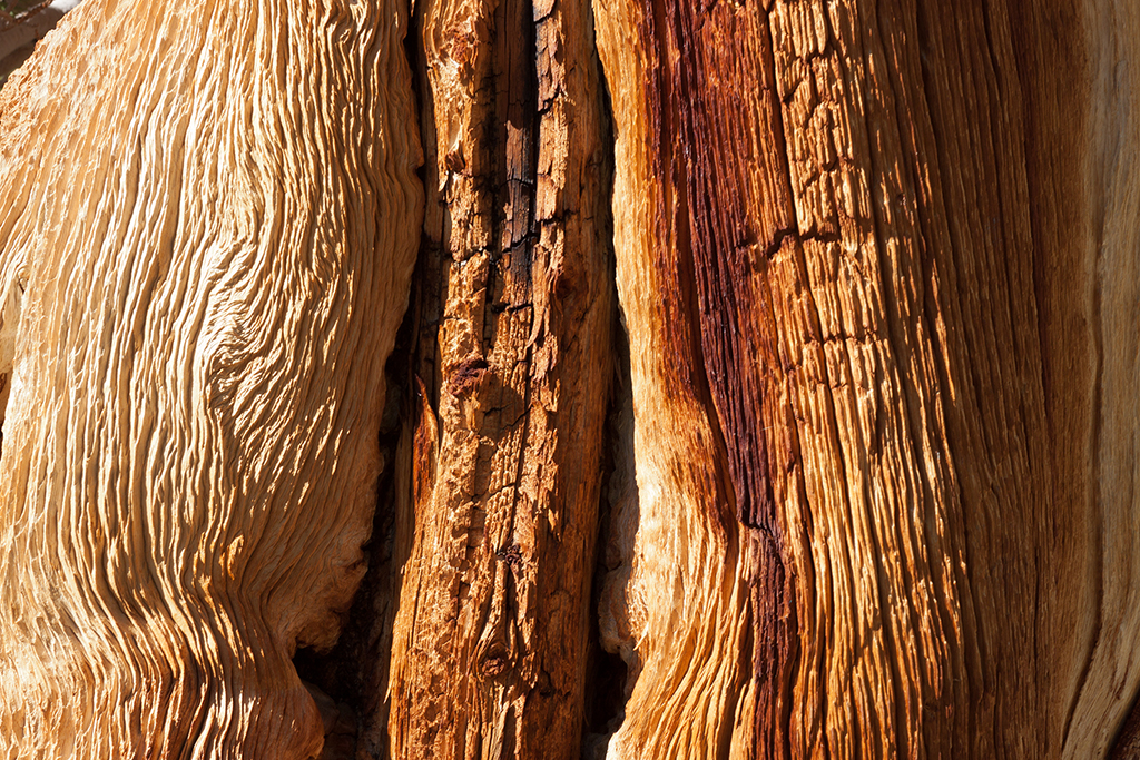 Ancient Bristlecone Pine