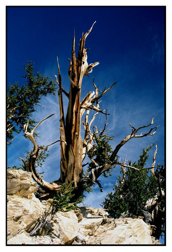 Ancient Bristlecone Pine