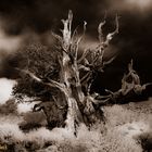 Ancient Bristlecone Pine