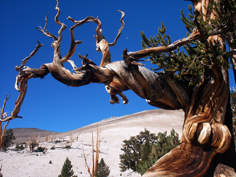 Ancient Bristlecone Pine Forest, USA