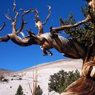 Ancient Bristlecone Pine Forest, USA