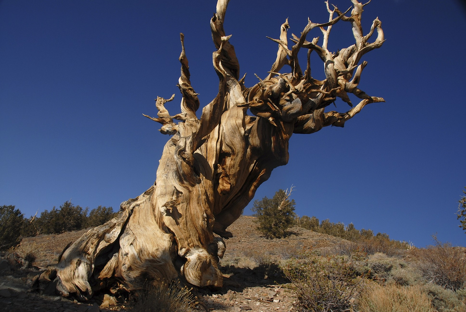 Ancient bristlecone pine tree