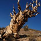 Ancient bristlecone pine tree