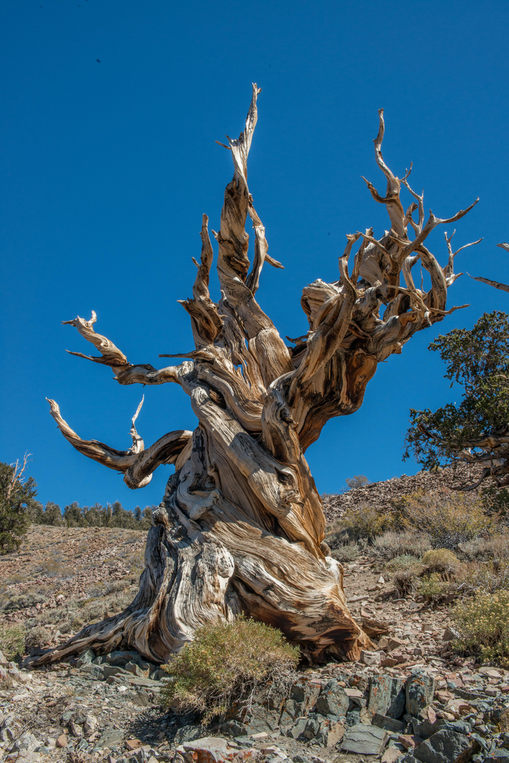 Ancient Bristolcone Pine Forest
