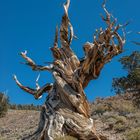 Ancient Bristolcone Pine Forest