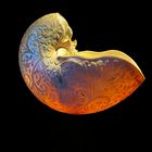 Ancient carved Nautilus - Gotha 1760