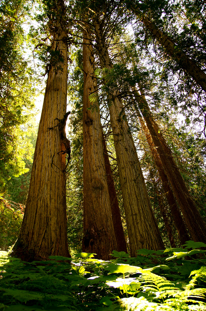 Ancient Forest