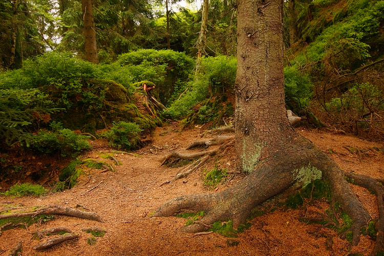 Ancient forest