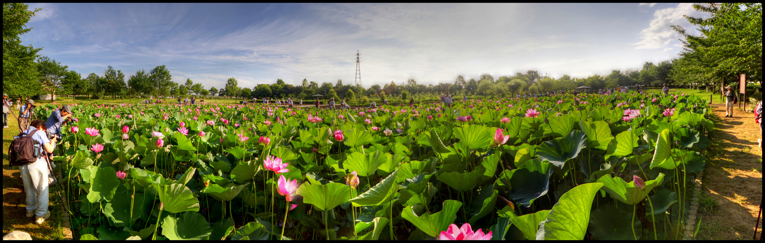 Ancient Lotus