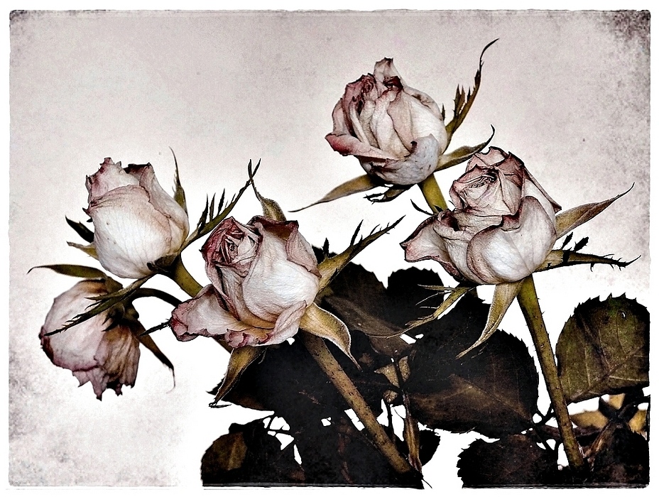 ancient Roses
