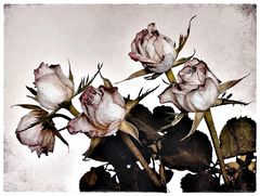 ancient Roses