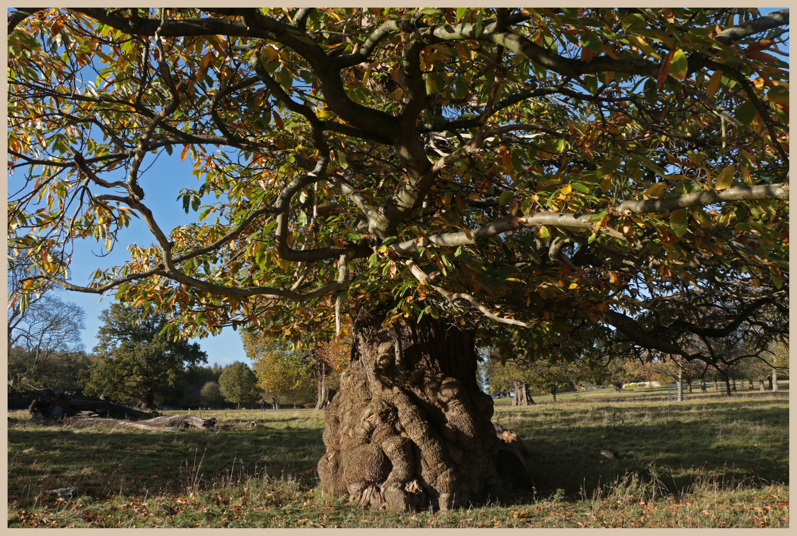 ancient tree studley royal