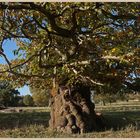 ancient tree studley royal