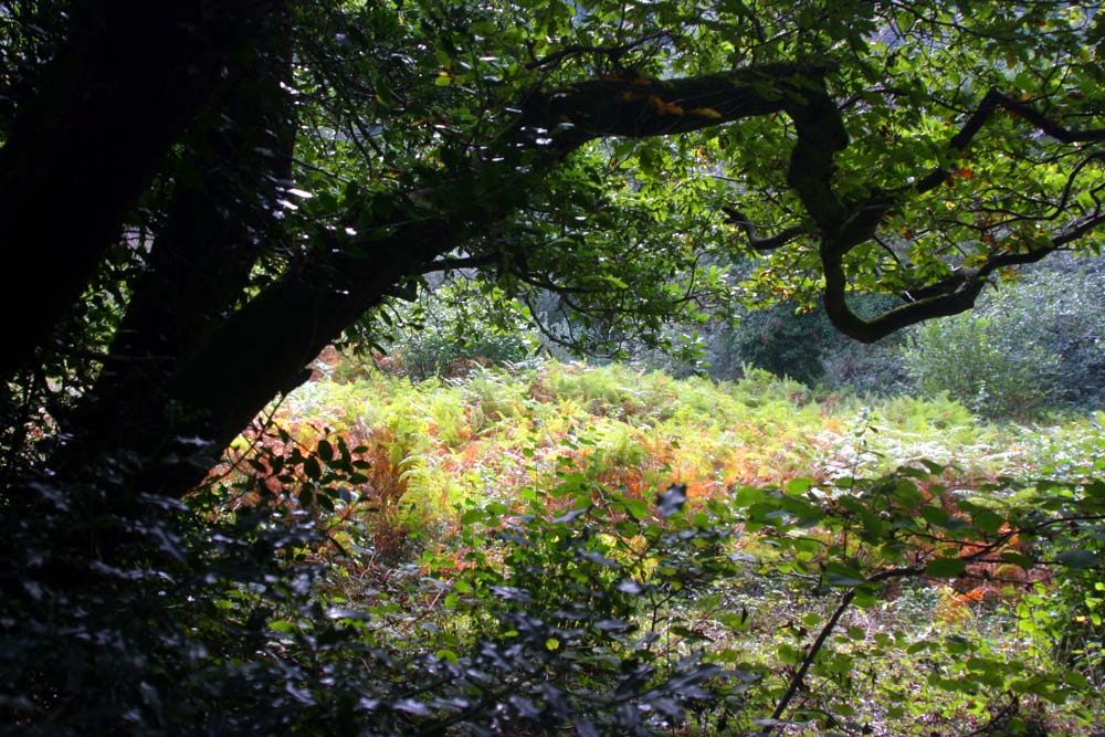 Ancient woodland