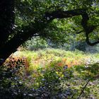 Ancient woodland